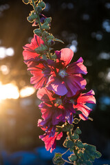 red flower in sunset 2