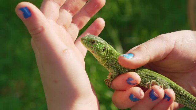 a little girl holding a small green lizard in her hands. lizards catch beetles, butterflies and other crop pests, feed on bears, which helps gardeners and farmers. an unusual pet. 