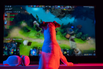 Dog Jack Russell Terrier is watching a computer game in neon light in the dark.