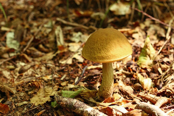 Forest poisonous mushroom on a natural background