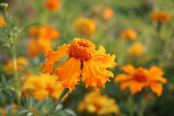 Marigold flowers. Tagetes flowers in the meadow in the sunlight. Yellow and orange marigold flowers in the garden