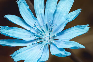 Nahaufnahme einer eisblauen Blume