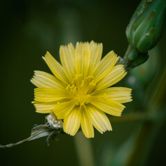Gelbe Blume mit grünen Hintergrund