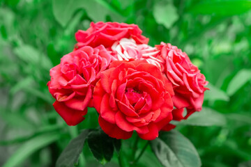 Pink roses in the garden. Floral summer background..