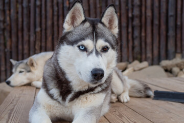 Two beautiful husky dogs are resting in the yard, one in the foreground. Pedigreed dogs © Ulia Koltyrina