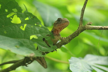 Forest Lizard on a tree