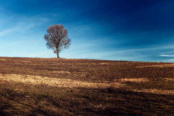 Obraz premium l'albero