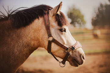 Portrait of a beautiful pony with a halter on its muzzle and a dark mane on a farm. Agriculture and...