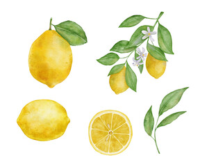Lemon fruits with leaves and flower watercolor set. Hand draw illustration isolated on white. Slice of lemon