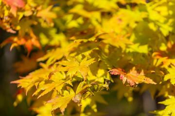 紅葉