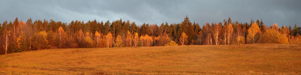 Beautiful European autumn forest in Golden Sunshine on field edge panoramic landscape