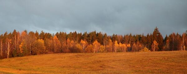 Beautiful European autumn forest in bright Sunshine on field edge panoramic landscape