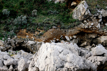 岩場にとまる複数の鳥　イタリア　地中海　ヨーロッパ