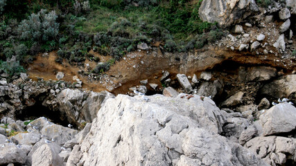 岩場にとまる複数の鳥　イタリア　地中海　ヨーロッパ