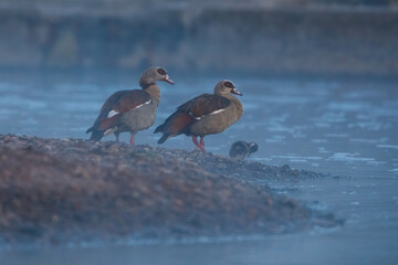 A family of nile goose in the morning