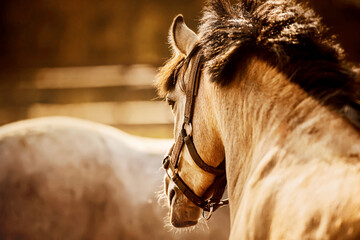 A rear view of a beautiful pony with a dark mane standing near the rump of another horse on a sunny...
