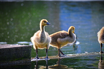 Canadian Geese