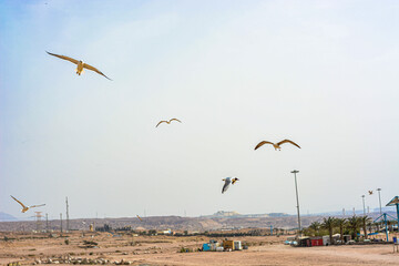 Desert birds