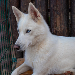 Obraz premium Cute fluffy husky dog in the yard, completely white. close-up portrait. Thoroughbred Siberian Husky