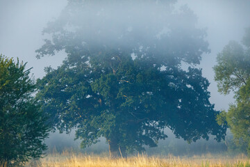 An old oak tree in the fog