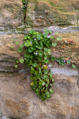 Stone wall with climbing plant purple viola green leaves