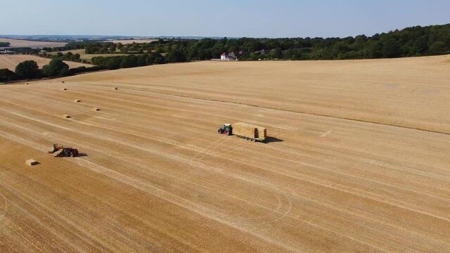 British Agricultural and Harvesting Fields Farms at Sunset Time. High Angle Footage taken with drone's camera on a hot summer day of England. Agricultural Farms and Working Machines at Dunstable Downs