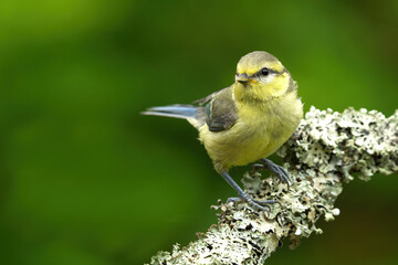 Eurasian blue tit (Cyanistes caeruleus) juvenile sitting on a branch in summer.