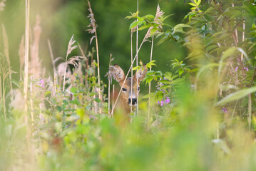 Roe deer (Capreolus capreolus) female peeking behind the reeds.