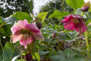 Hellebore Helleborus Tutu purple pink flower with green folliage
