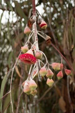 Eucalyptus gum tree with leaves, buds and red pink flowers