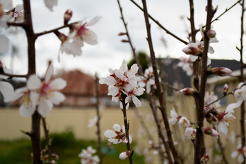 Spring white flowers blossoms blooming plum apricot cherry tree