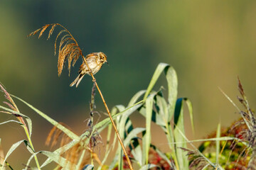 a common reed bunting bird in the reed	
