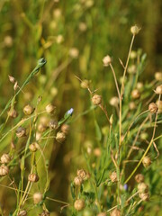 Ripened flaxon field with blur