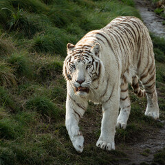 Naklejka na ściany i meble Royal Bengal Tiger