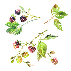 Watercolor blackberries. Black berries on a branch. Woodland blackberries.