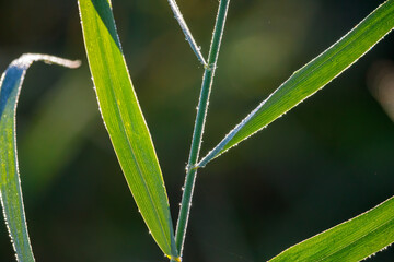 Green reeds plant in the swamps