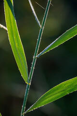 Green reeds plant in the swamps