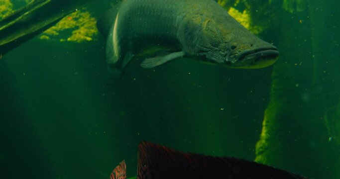 "Arapaima Gigas" Images – Browse 257 Stock Photos, Vectors, and Video ...