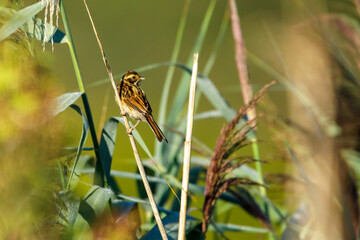 a common reed bunting bird in the reed	