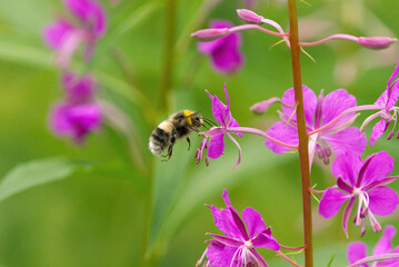 Bombus bohemicus, also known as the gypsy's cuckoo bumblebee flying to the flower.