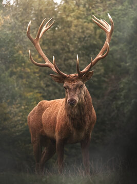 Hirsch