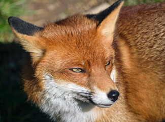 Portrait of a Red Fox, Vulpes vulpes, in the spring sunshine