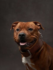 Fototapeta na wymiar portrait of a beautiful dog on a brown canvas. staffordshire bull terrier. Pet in the studio, artistic photo on the background