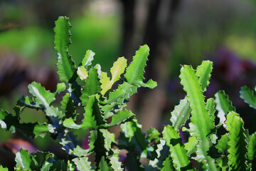 cactus is the dessert plant. A cactusis a member of the plant family Cactaceae