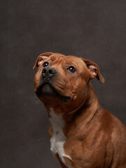 portrait of a beautiful dog on a brown canvas. staffordshire bull terrier. Pet in the studio, artistic photo on the background
