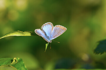 Common blue butterfly or European common blue (Polyommatus icarus) on a leaf.