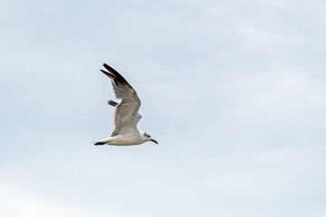 Juvenile Laughing Gull with outstretched wings soaring in an overcast sky; copy space.