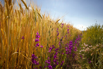 ripe wheats and purple flowers
