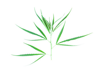 Fresh green cannabis leaves on tree on white background, A peak leaves marijuana, Medical marijuana.