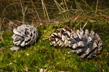 Tannenzapfen - Autumn - Pinecone